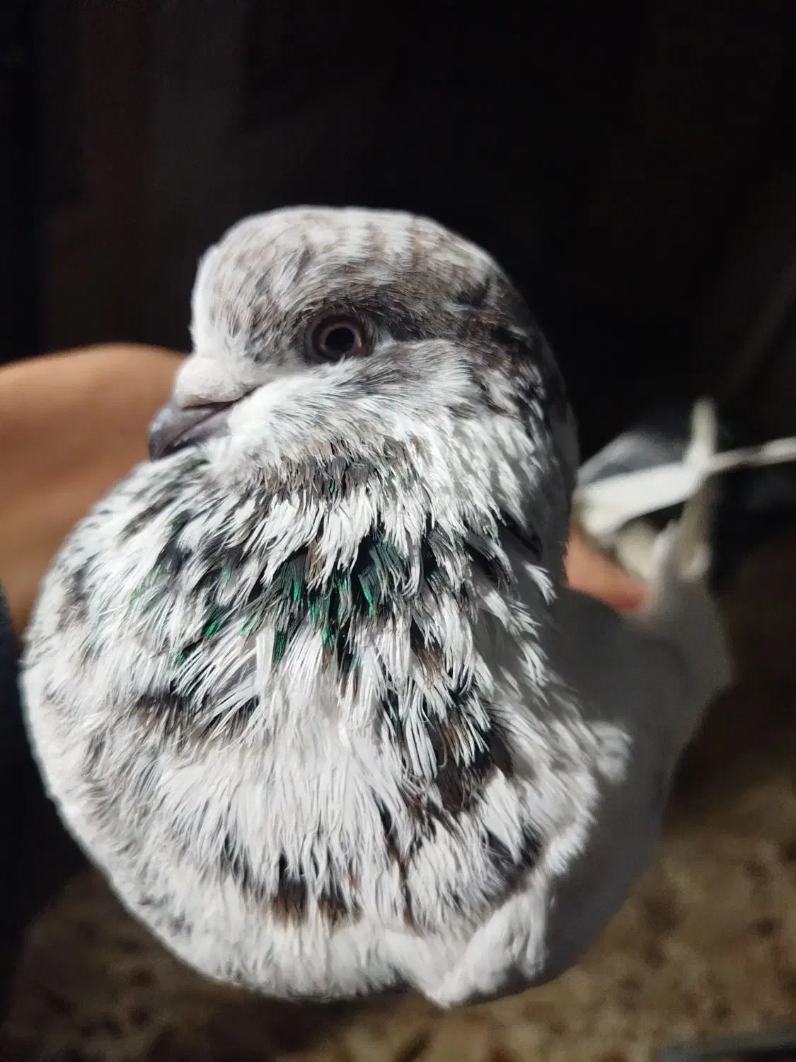 کبوتر جوجه کشی|پرنده|لنگرود, |دیوار