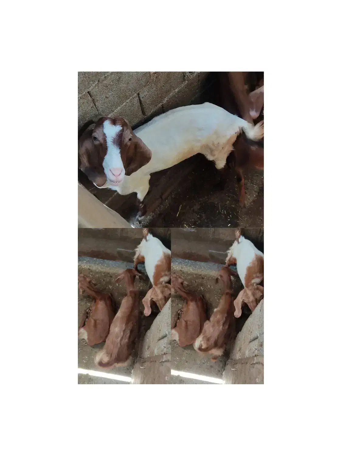 بز جوان|حیوانات مزرعه|بندر گناوه, |دیوار