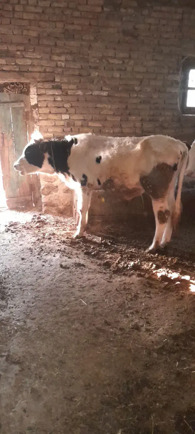 گوساله نر|حیوانات مزرعه|نیر (اردبیل), |دیوار