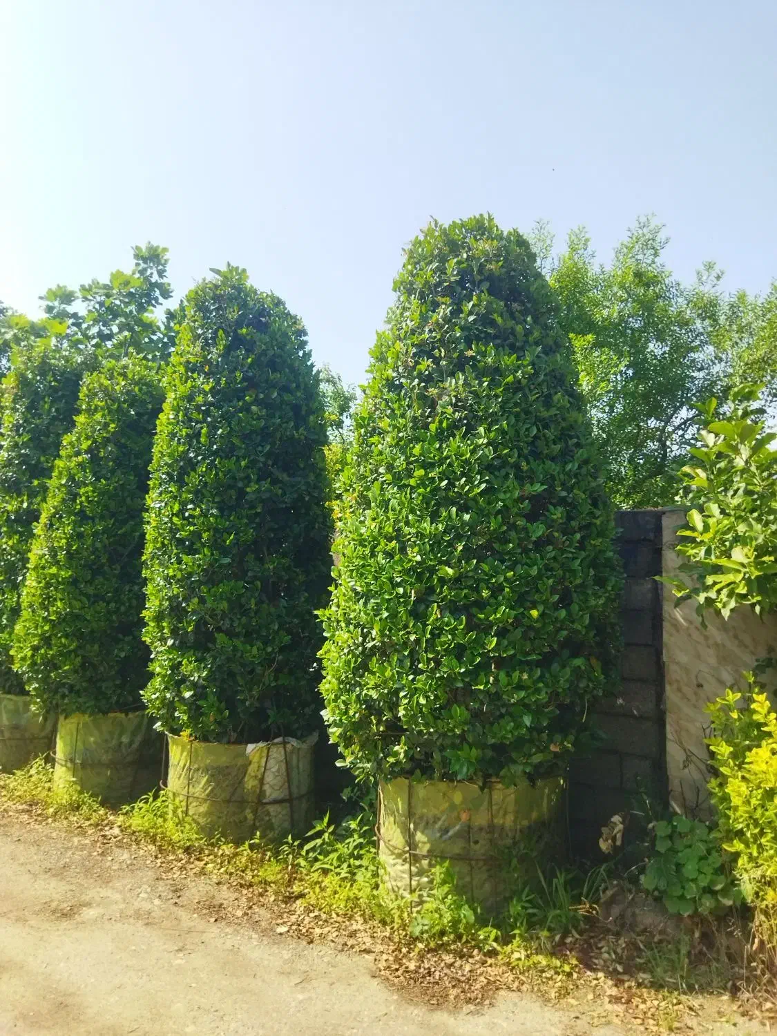 یاس هلندی غول پیکر|گل و گیاه طبیعی|کلاچای, |دیوار