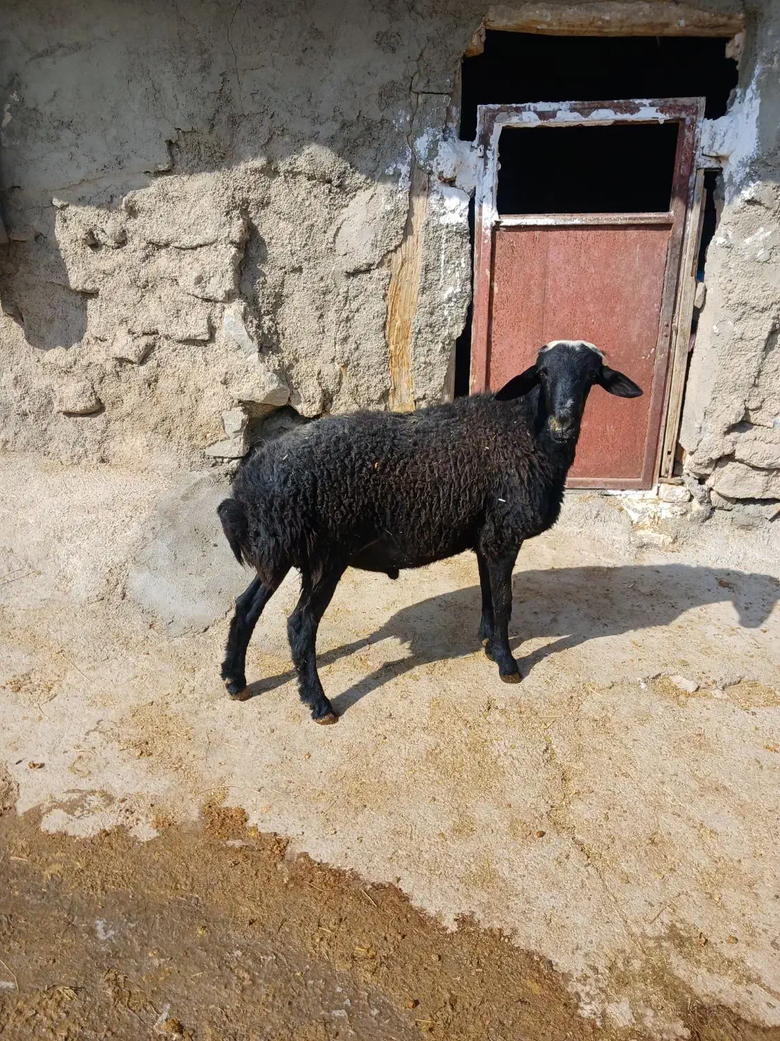 فروش قوچ سه۳شیره ودوراس بره ماده|حیوانات مزرعه|قلقل رود, |دیوار