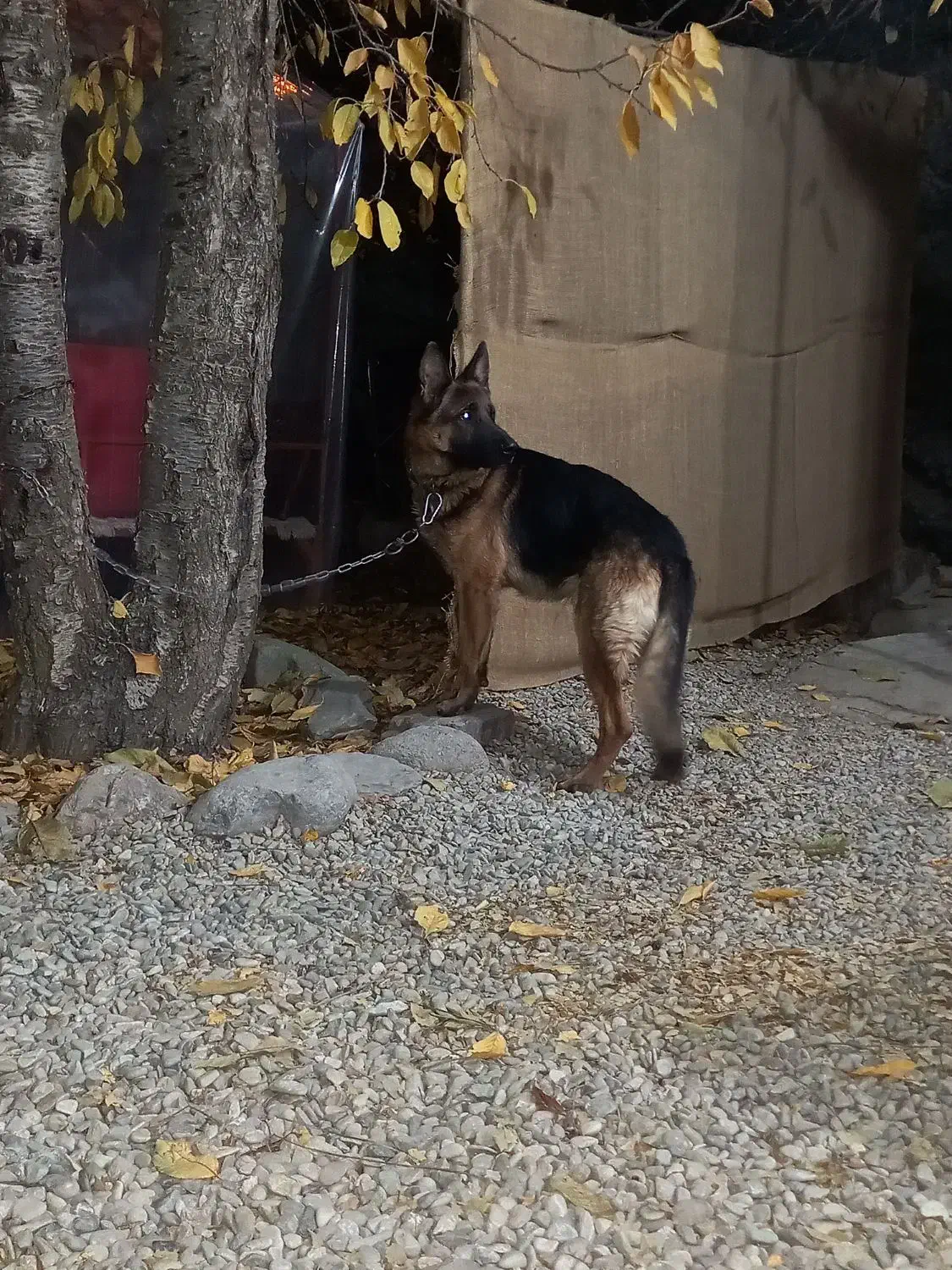 توله ژرمن|سگ|فشم, |دیوار