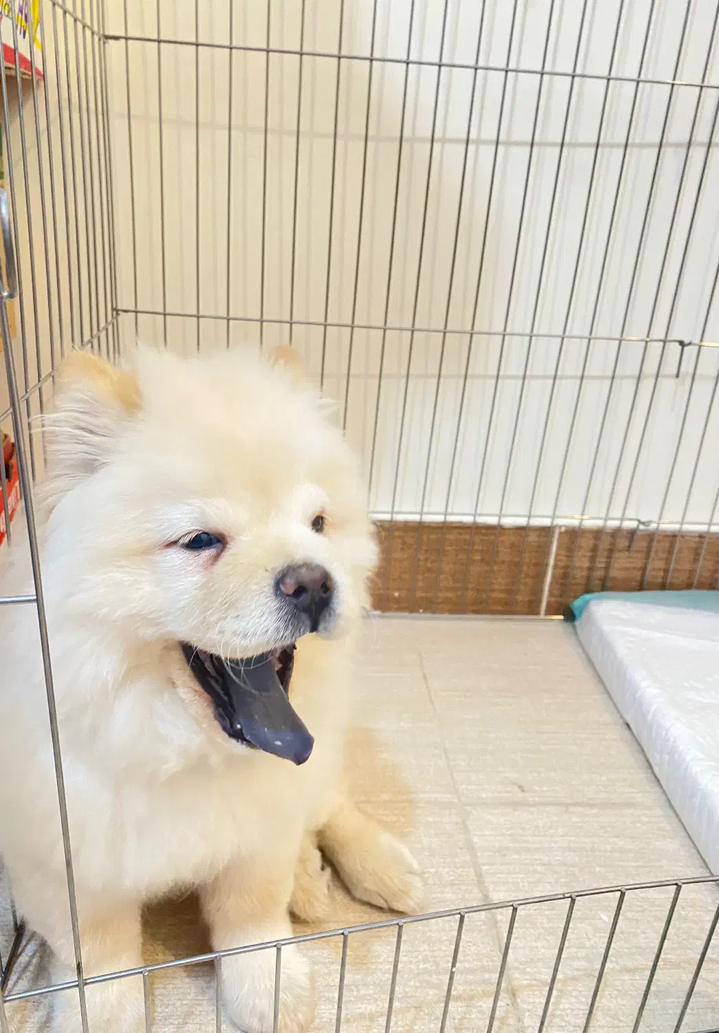 توله چاعوچاعو|سگ|بندرعباس, |دیوار