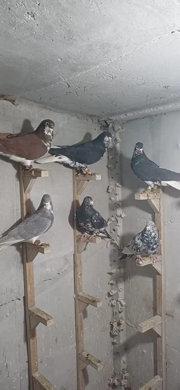 شهری|پرنده|شیراز, شاپورجان|دیوار