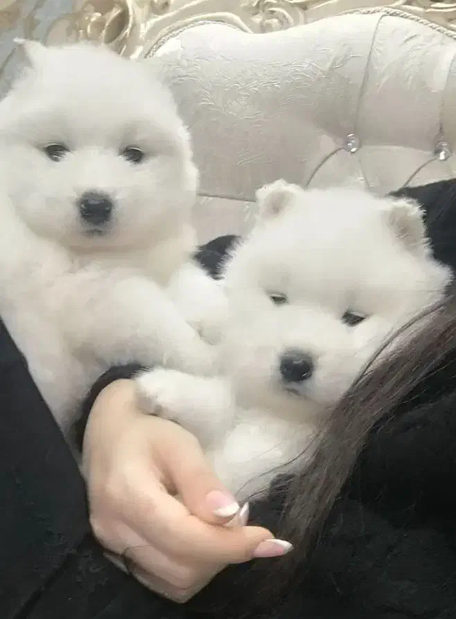 ساموئید|سگ|باسمنج, |دیوار