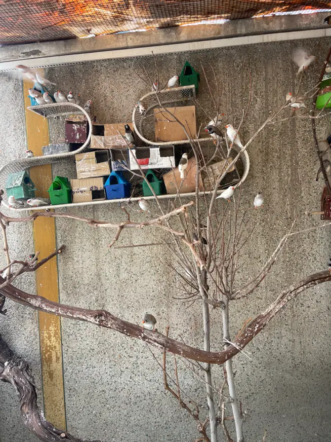 فنچ|پرنده|اصفهان, کوی راه حق|دیوار