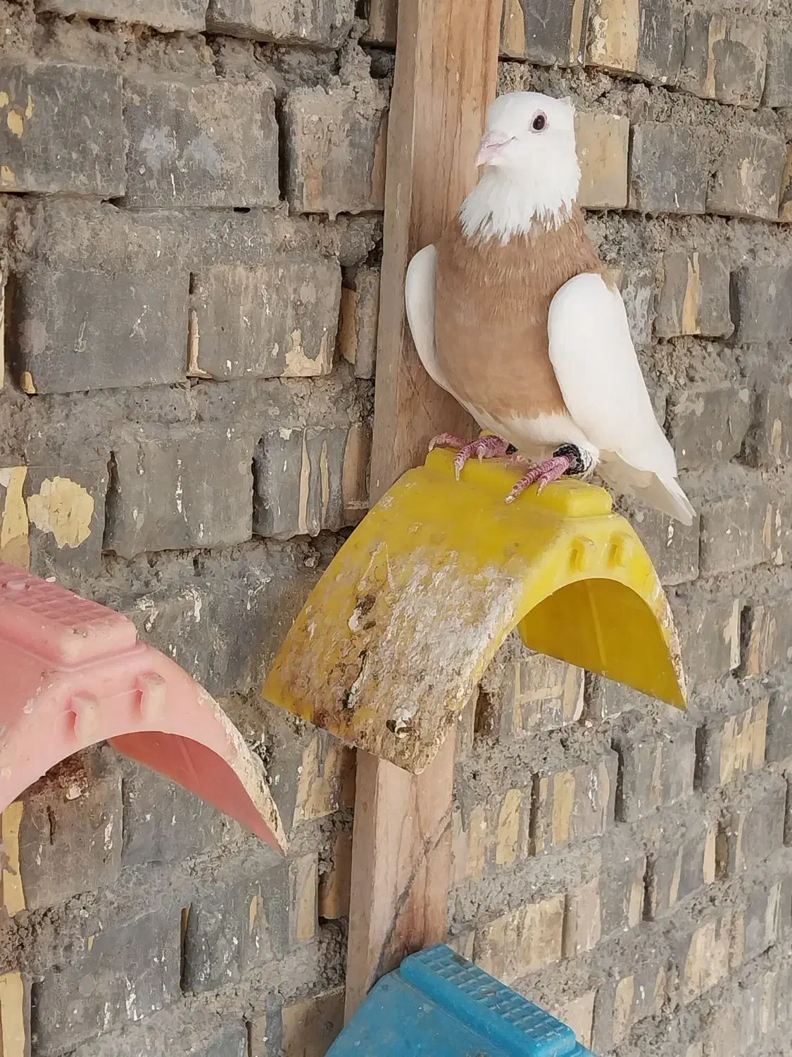 پرنده رنگی|پرنده|بندر امام خمینی, |دیوار