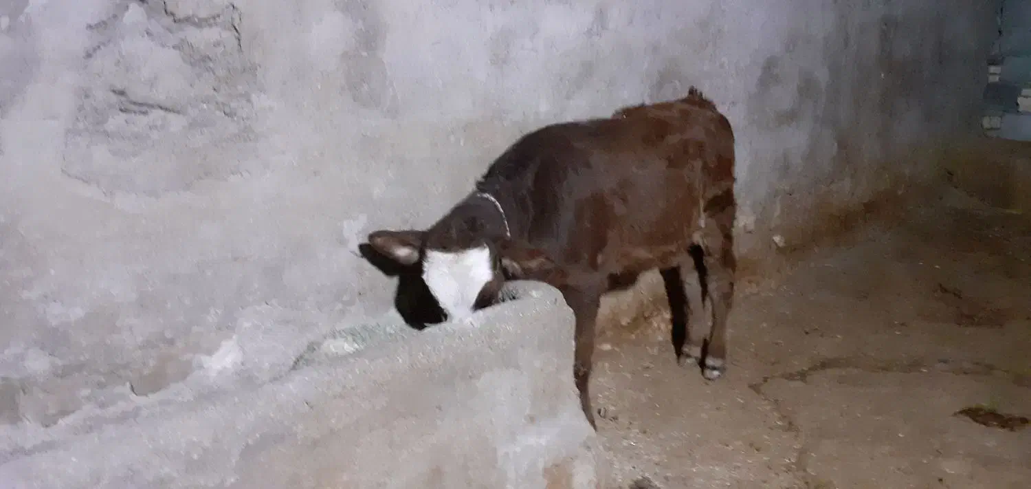 گوساله شیری|حیوانات مزرعه|ایذه, |دیوار