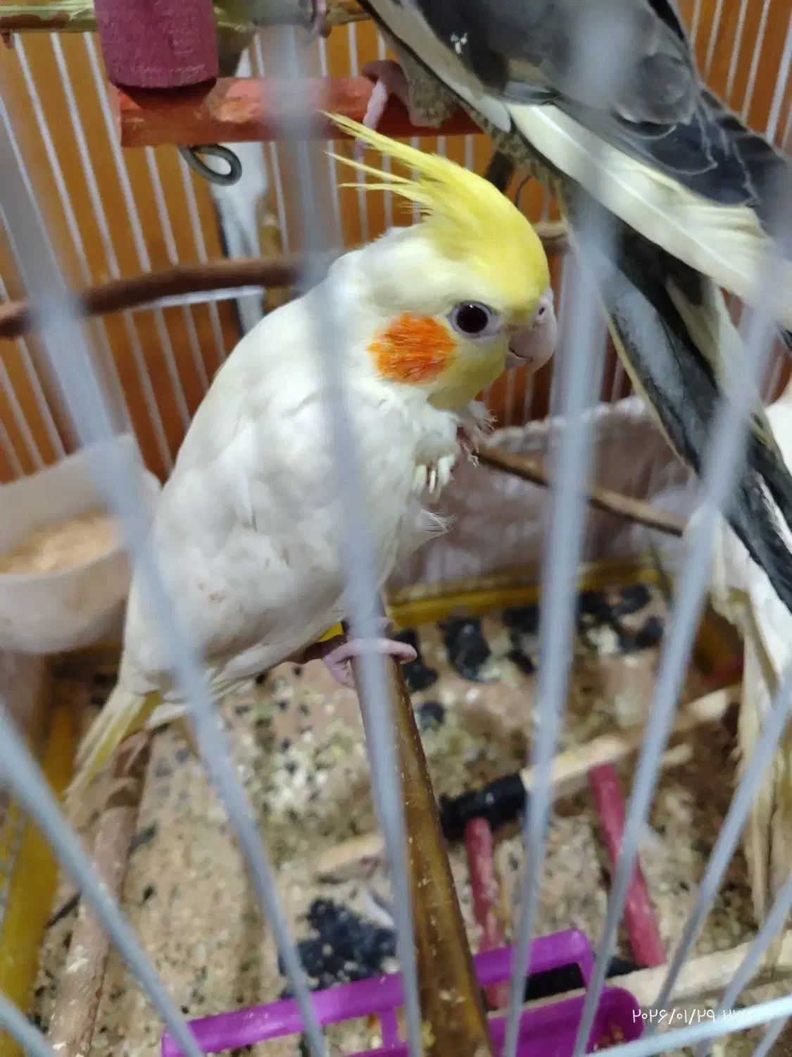 عروس هلندی|پرنده|قم, شهرک امام حسن|دیوار