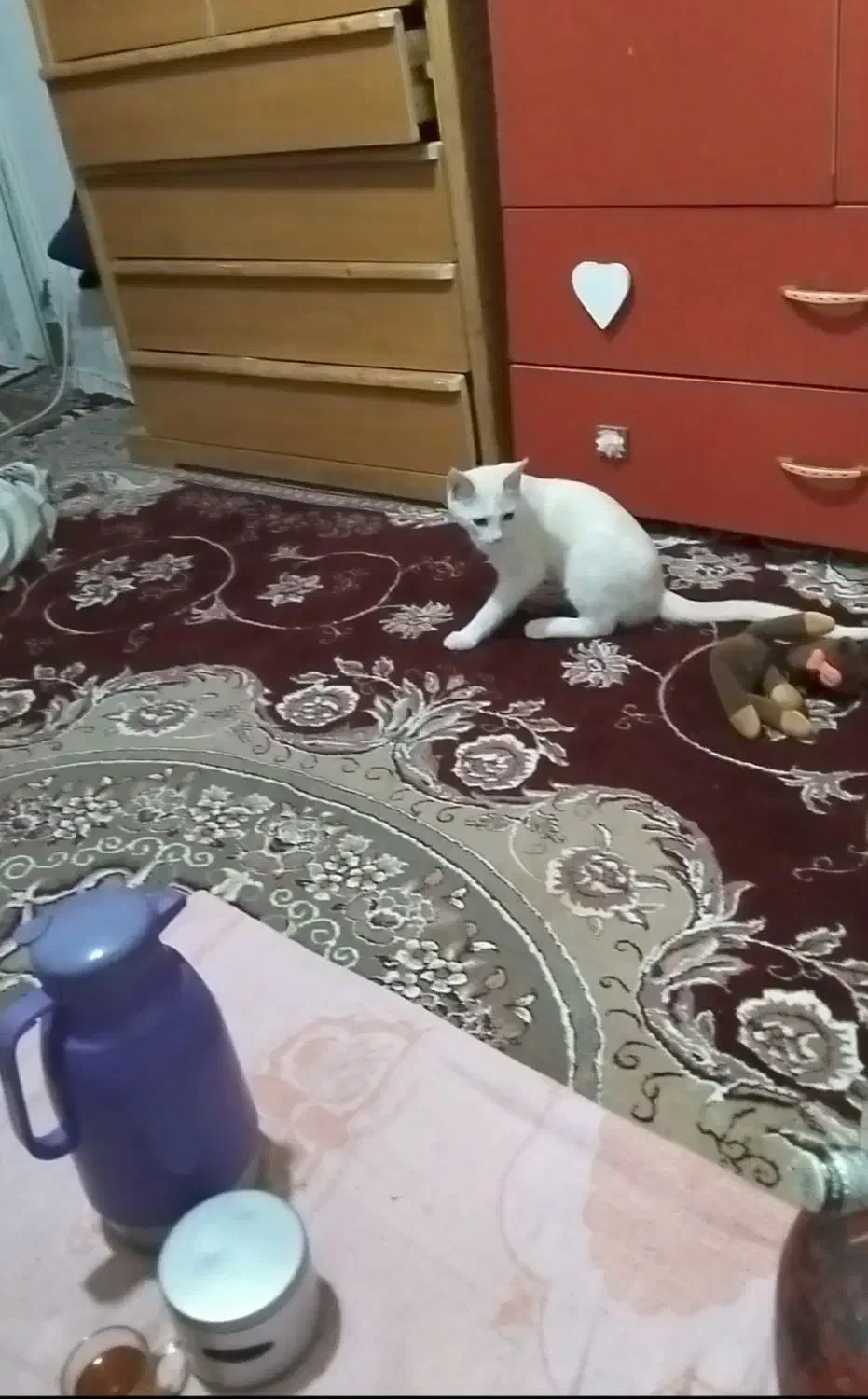 گربه گمشده چند ماه پیش مژدگانی داده میشود|حیوانات|قوچان, |دیوار