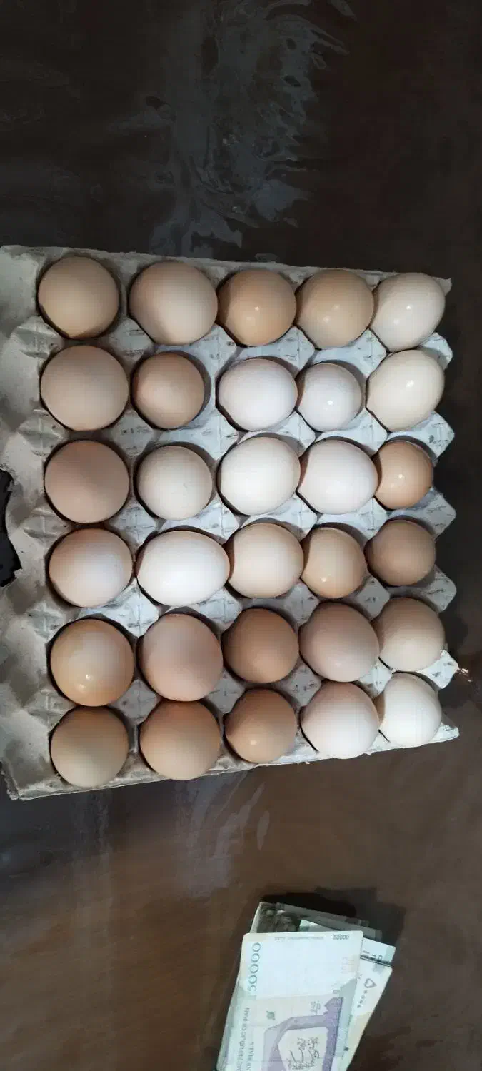 تخم مرغ رسمی|خوردنی و آشامیدنی|شهریار, کهنز|دیوار