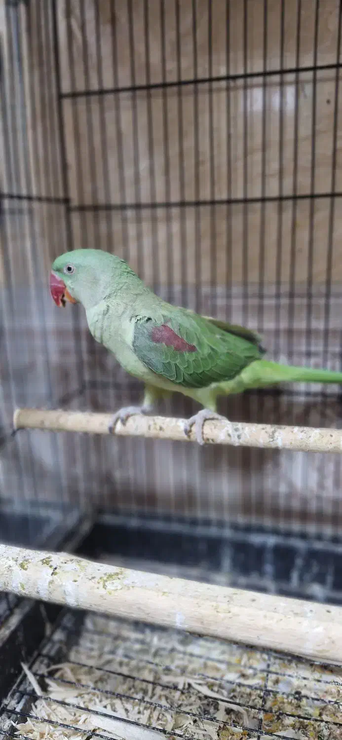 شاه طوطی  نر|پرنده|شهریار, شهرک وائین|دیوار