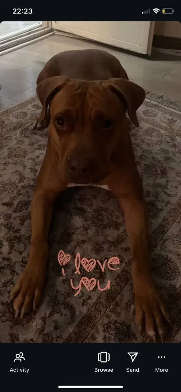 واگذاری سگ|سگ|تهران, ایوانک|دیوار