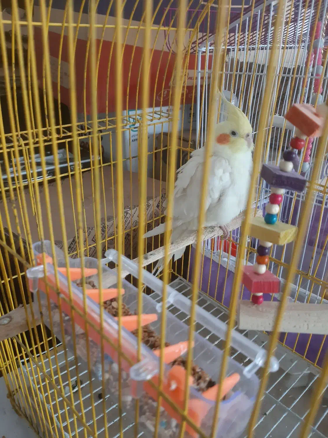 ۲ عدد عروس هلندی نره|پرنده|رودبنه, |دیوار