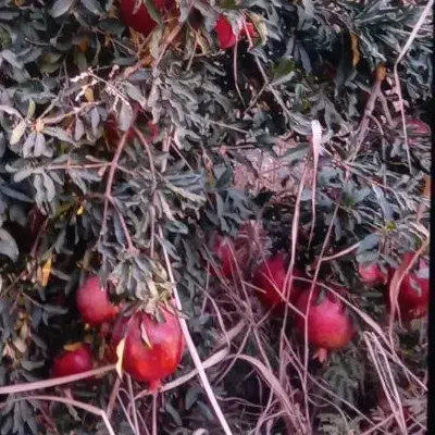 انار پر آبو خوش رنگو دونه|خوردنی و آشامیدنی|جوادآباد, |دیوار