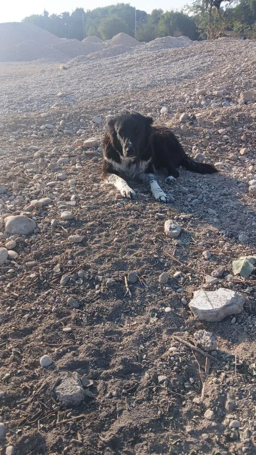 توله قدرجونی آبستن|سگ|دزفول, |دیوار