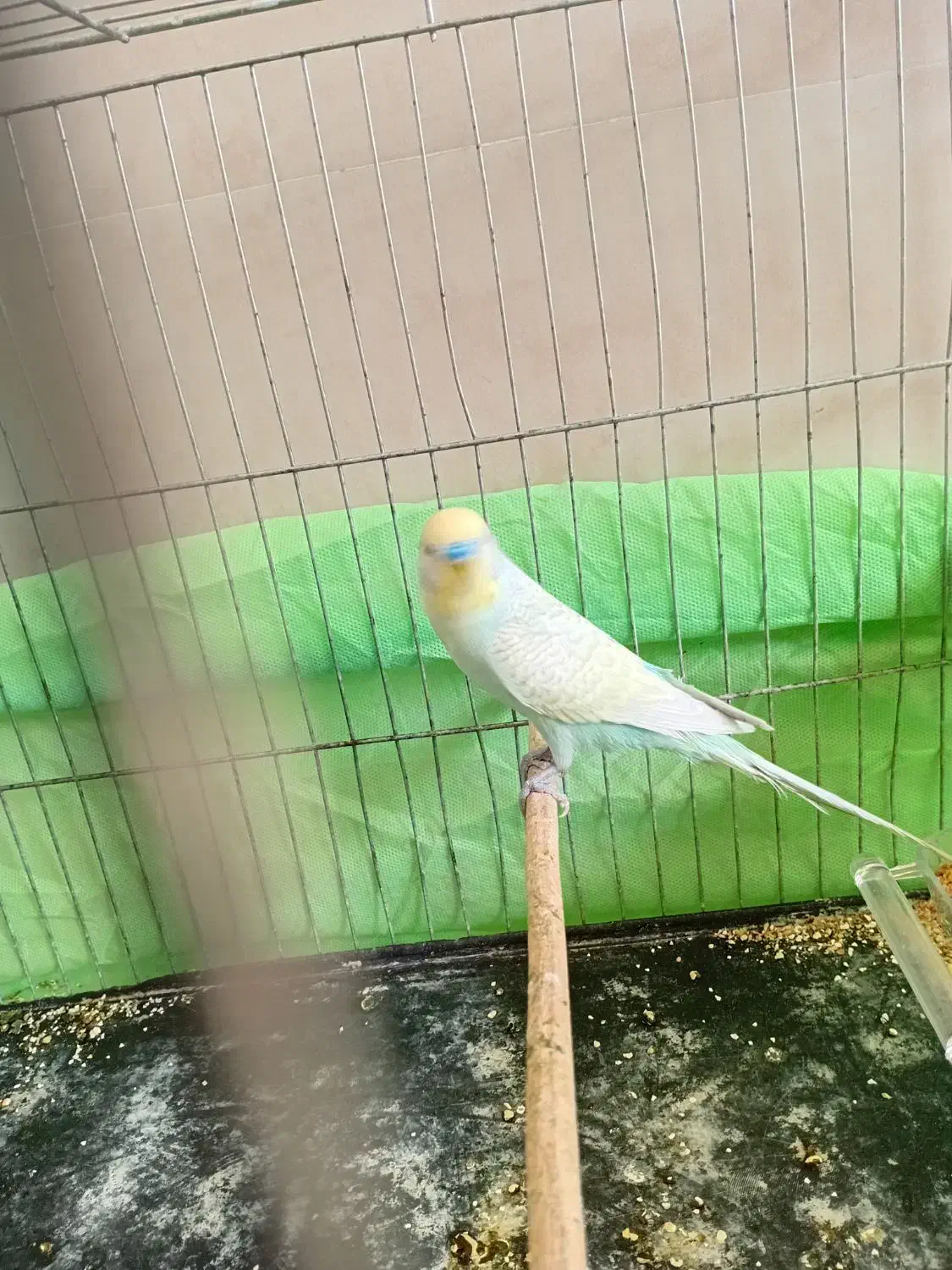 یک جفت مرغ عشق باجوجه|پرنده|اندیمشک, |دیوار