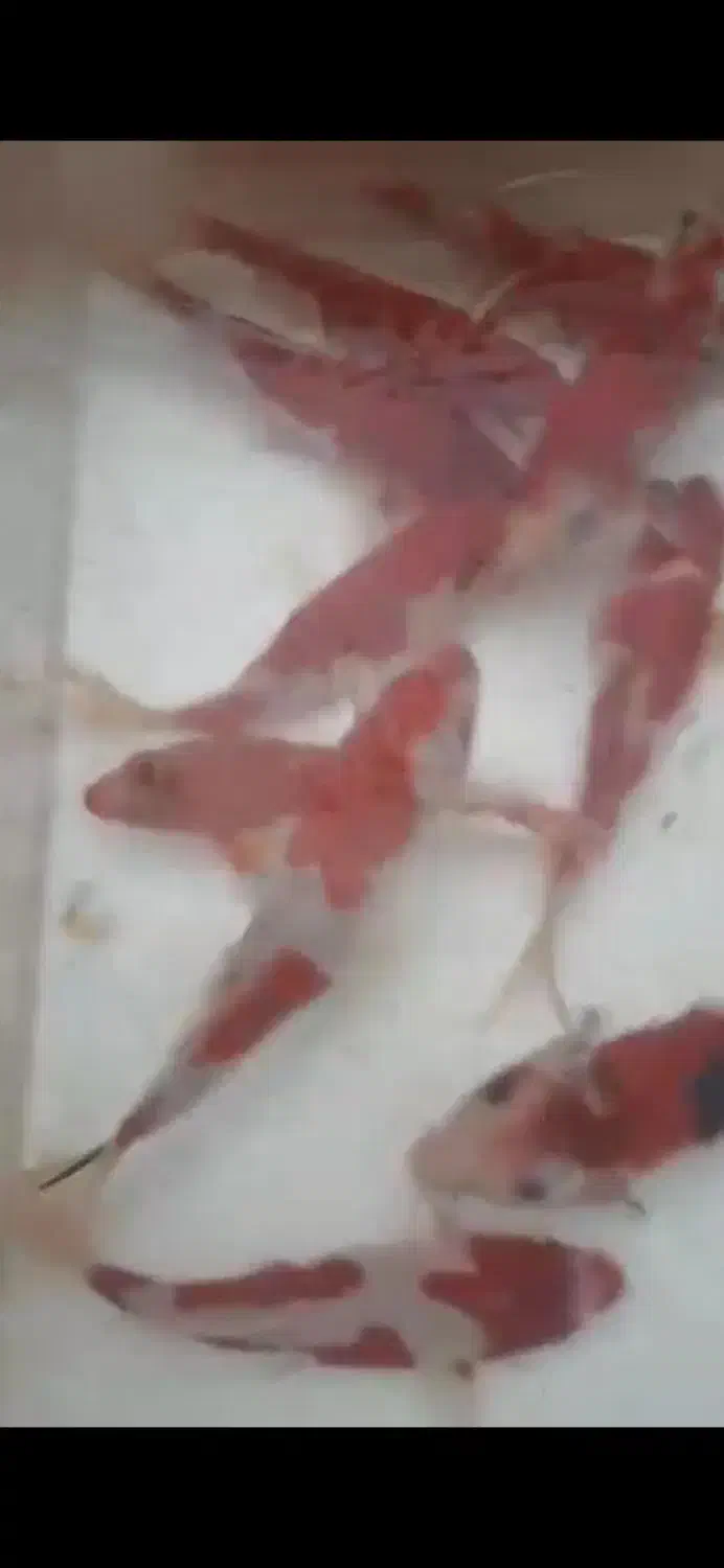 ماهی کوی|ماهی|شاهین‌شهر, اقبال لاهوری|دیوار