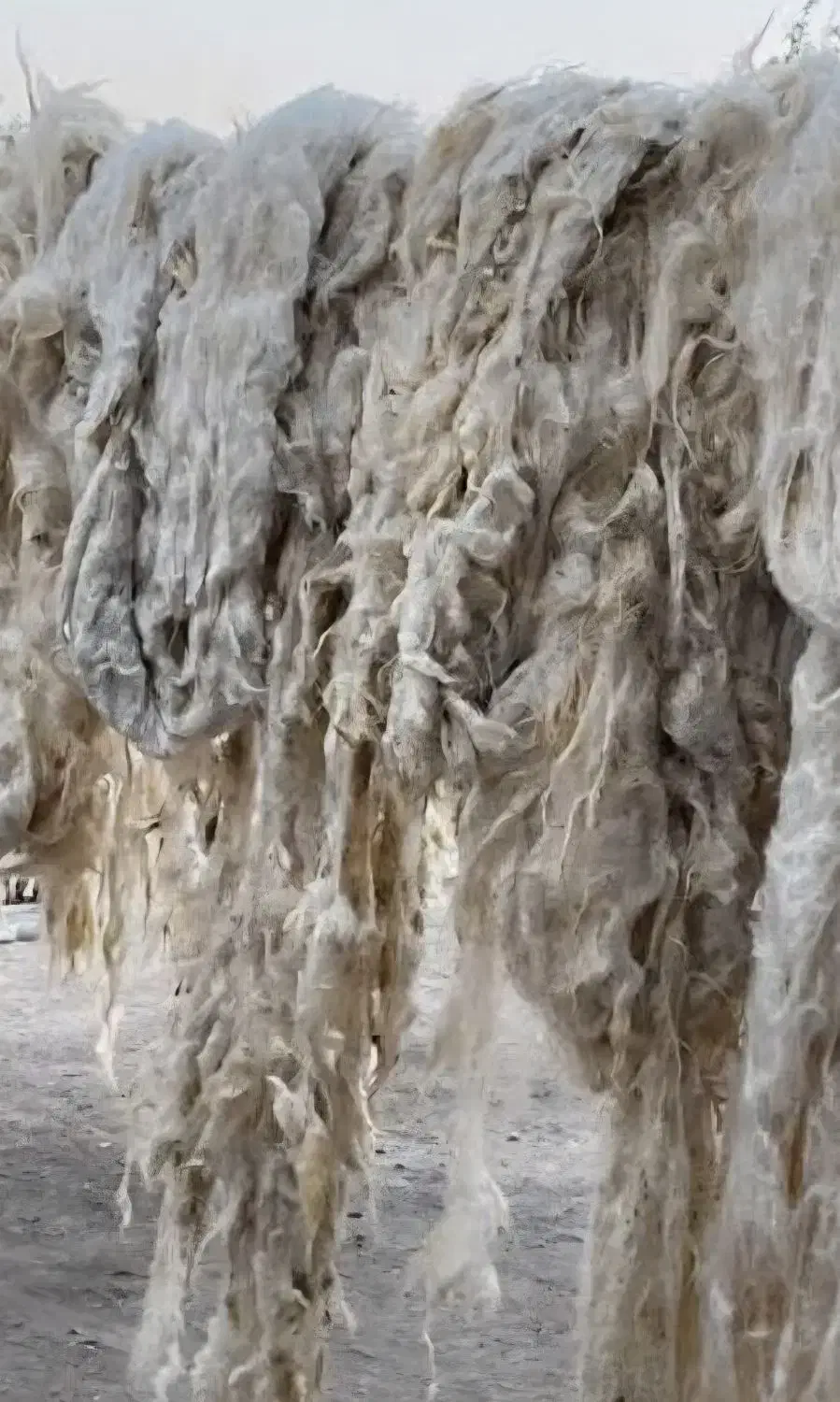 پشم گوسفند|رختخواب، بالش، پتو|اردبیل, |دیوار