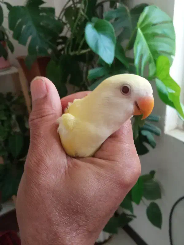 کوتوله  برزیلی دستی و دون خورو یک جفت هم روی تخم|پرنده|بجنورد, |دیوار