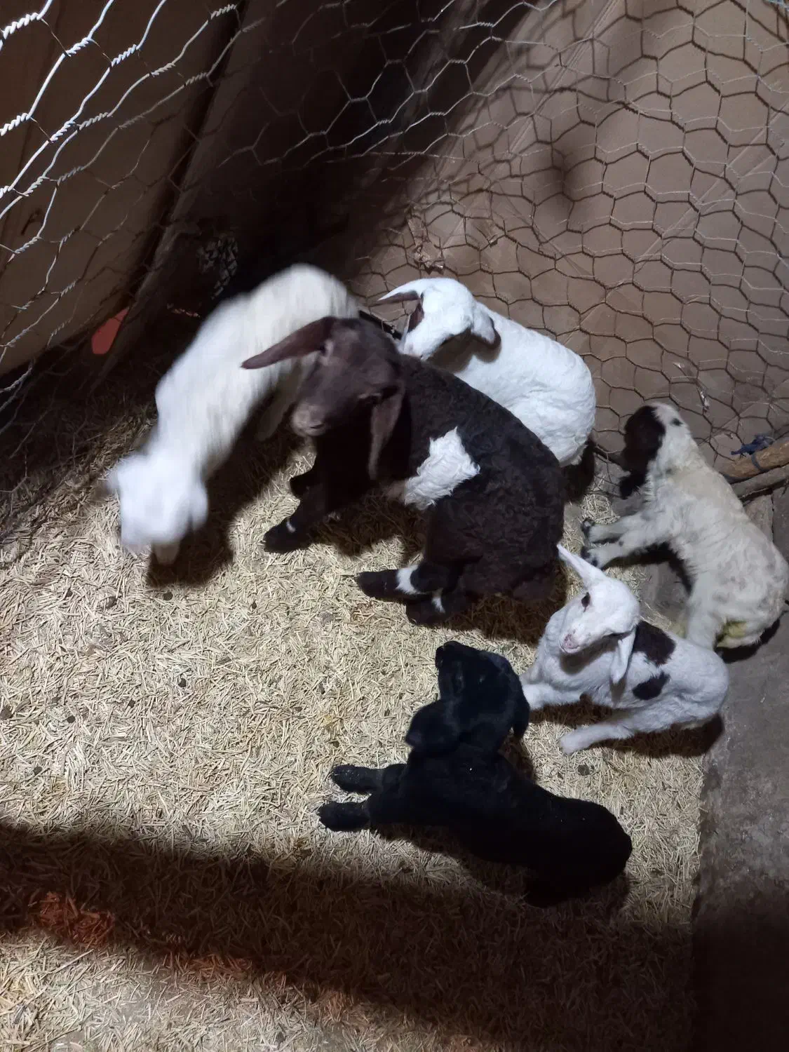 بره شیری|حیوانات مزرعه|کرمانشاه, |دیوار