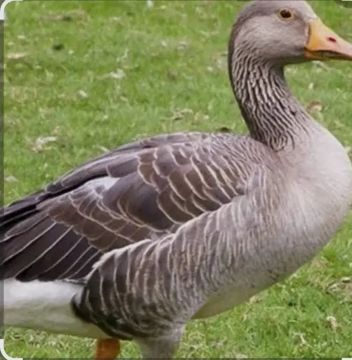 غاز محلی فروش دانه ای با پوست کردن ۱۲۵۰تومان|حیوانات مزرعه|شفت, |دیوار