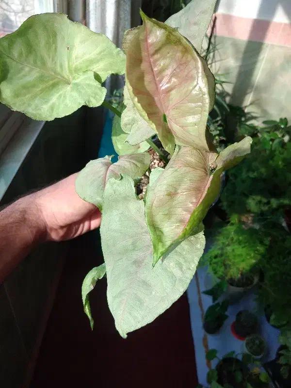 فروش ویژه گل های سینگونیوم|گل و گیاه طبیعی|بجنورد, |دیوار