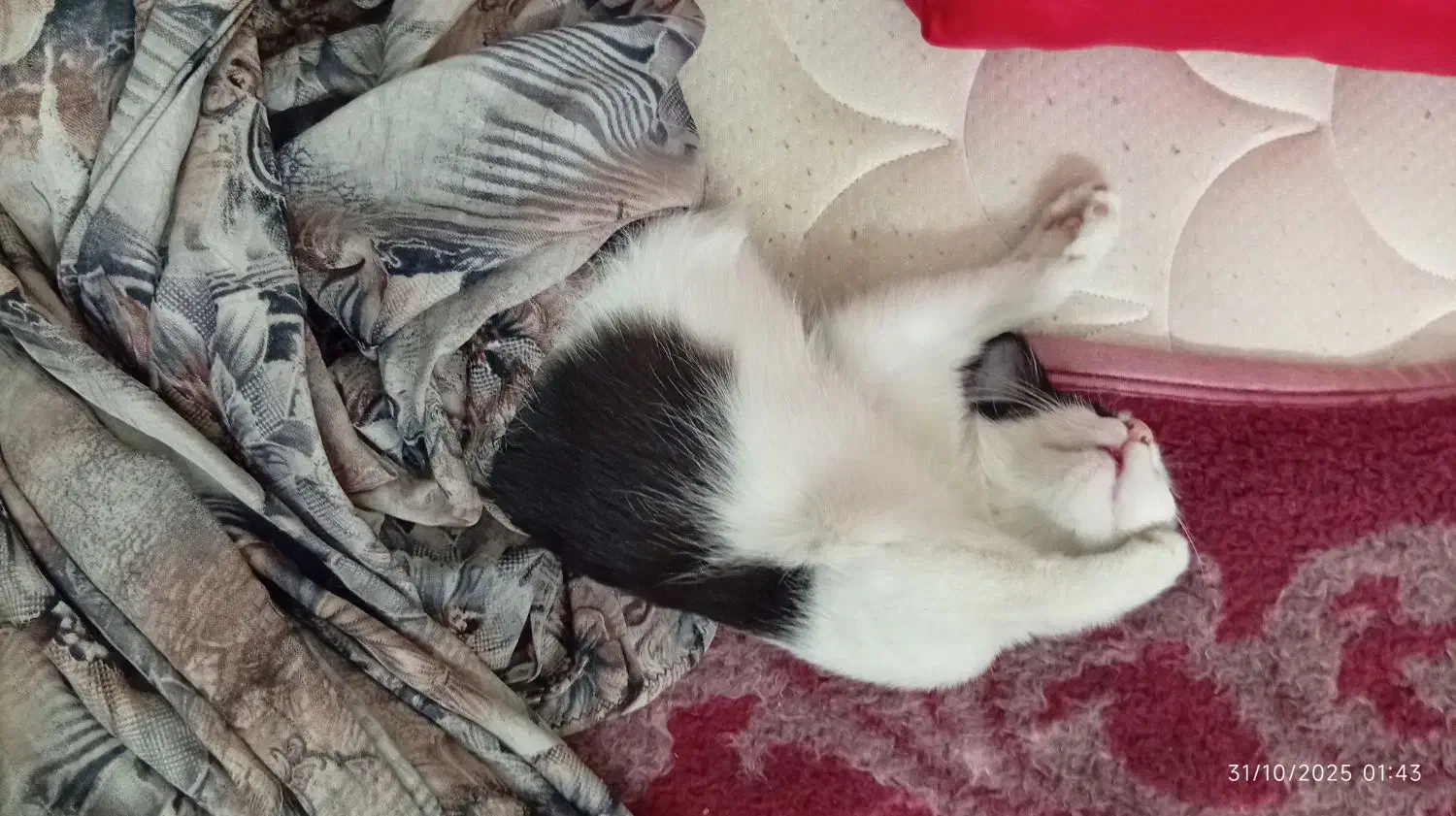 واگذاری گربه اسموکینگ سه ماهه، خانگی و آموزش دیده|گربه|نسیم‌شهر, |دیوار