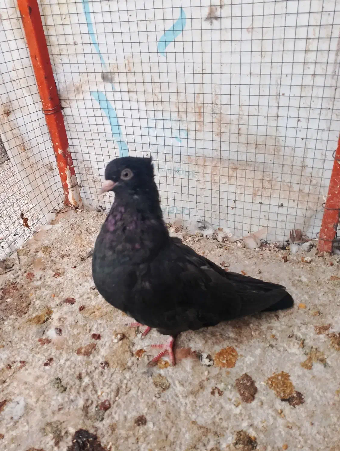 سیاه و دوکت|پرنده|مهر, |دیوار