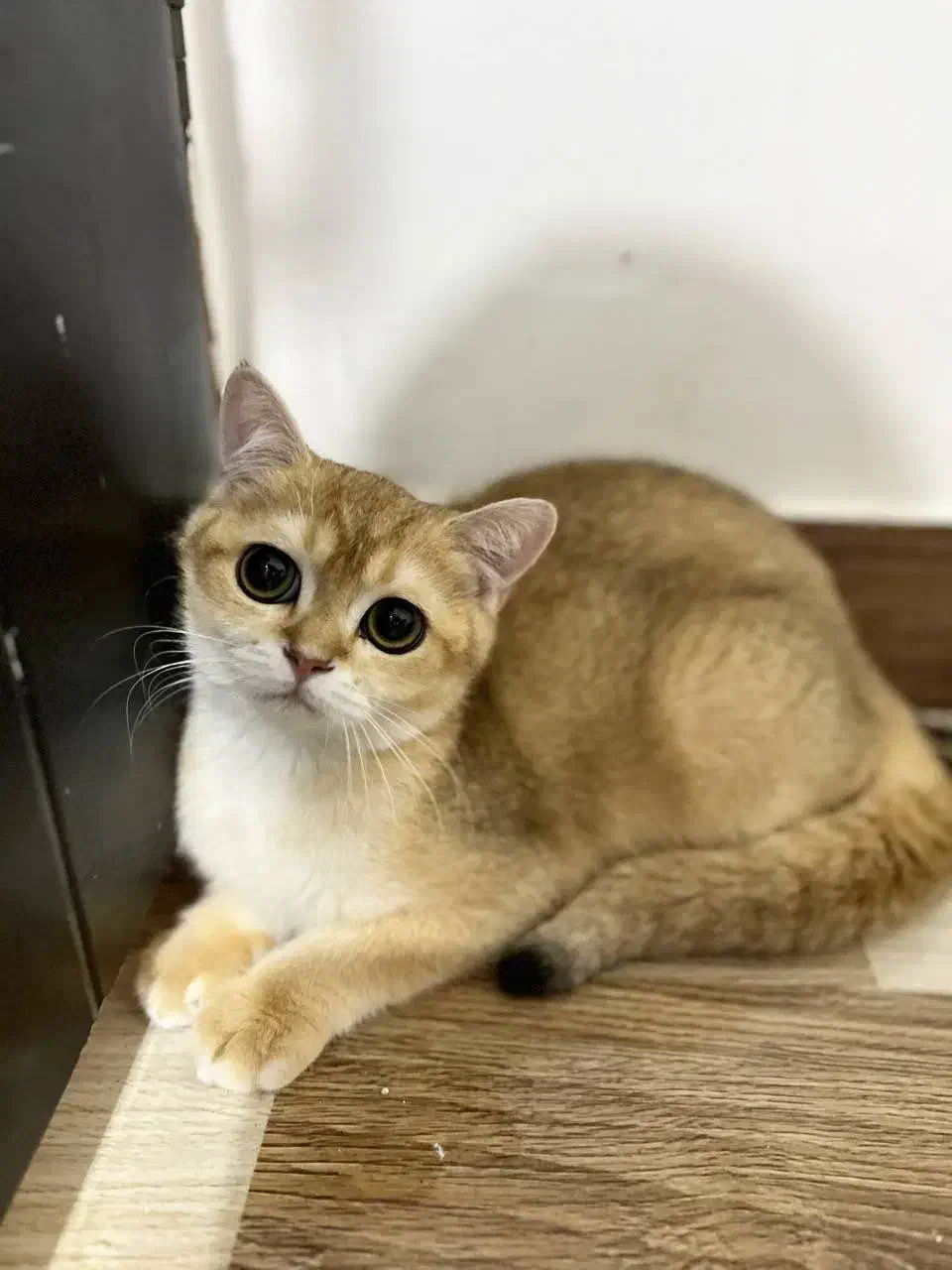 بریتیش گلد ny12|گربه|تهران, زعفرانیه|دیوار