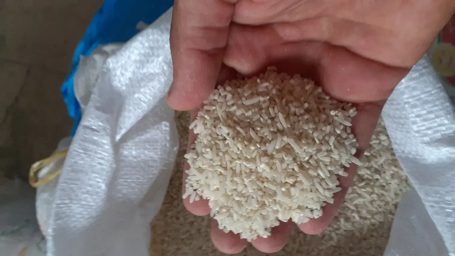 برنج قائم اطمینان درهردانه|عمده‌فروشی|بابلسر, |دیوار