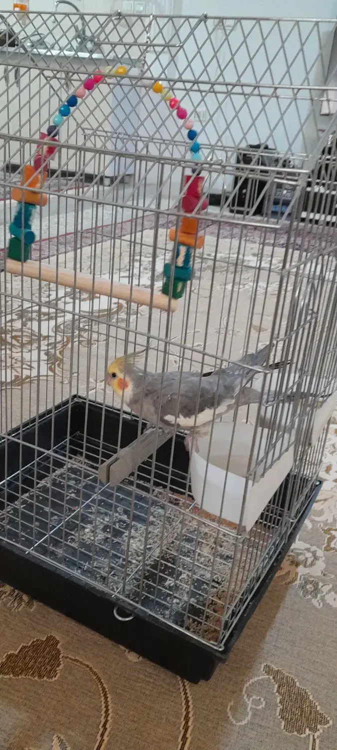 طوطی هلندی|پرنده|بروجرد, |دیوار