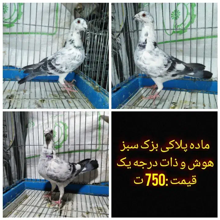 کفتر پلاکی،مسافتی،طوقی،ترکیه ای|پرنده|یزد, |دیوار