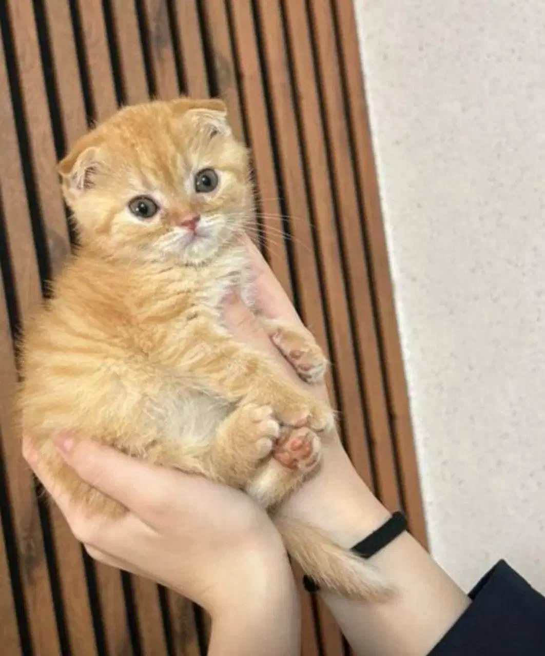 اسکاتیش فولد گلد|گربه|رشت, چله خانه|دیوار