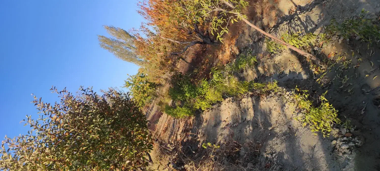 باغ و باغچه الوان در روستای حصار سپرغان|فروش زمین و ملک کلنگی|نوشین شهر, |دیوار