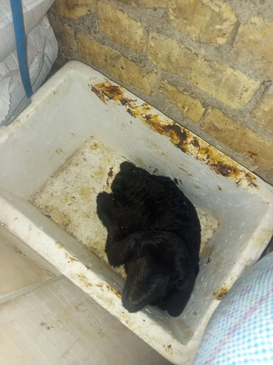 بره|حیوانات مزرعه|نورآباد ممسنی, |دیوار