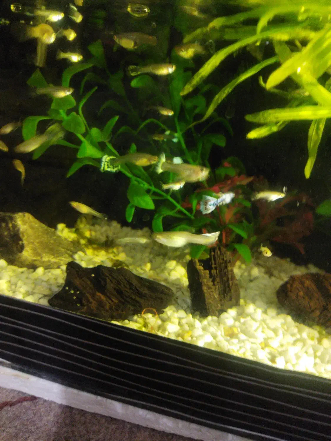 گوپی نژاد بیگر|ماهی|ورامین, ورامین|دیوار