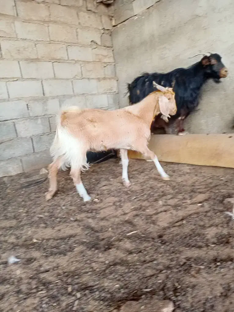 کره نر|حیوانات مزرعه|هامون, |دیوار