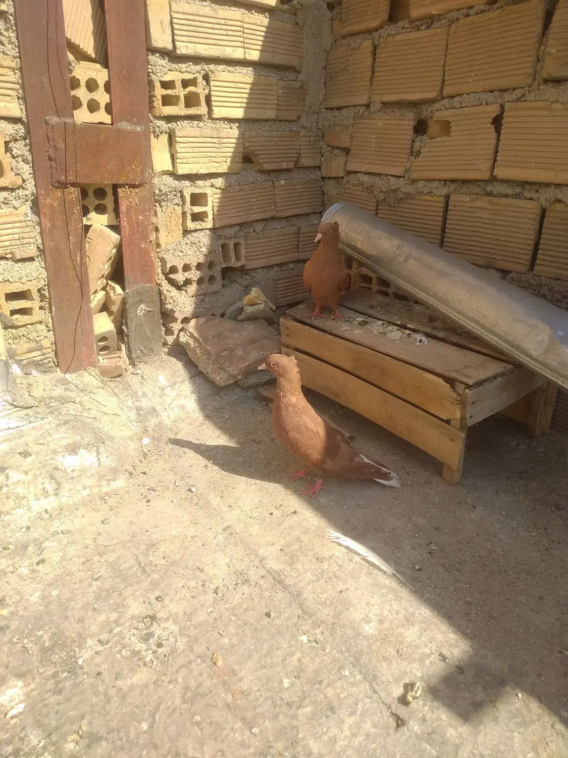 کفشناکاصلی|کیف، کفش، کمربند|ایذه, |دیوار