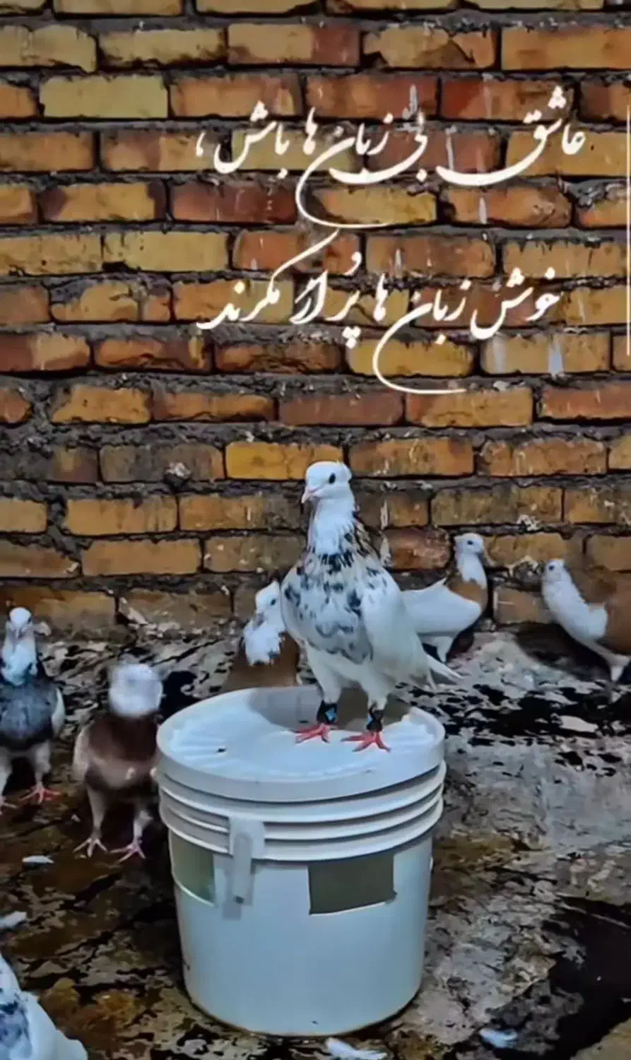 کفتر رنگی|پرنده|تفت, |دیوار