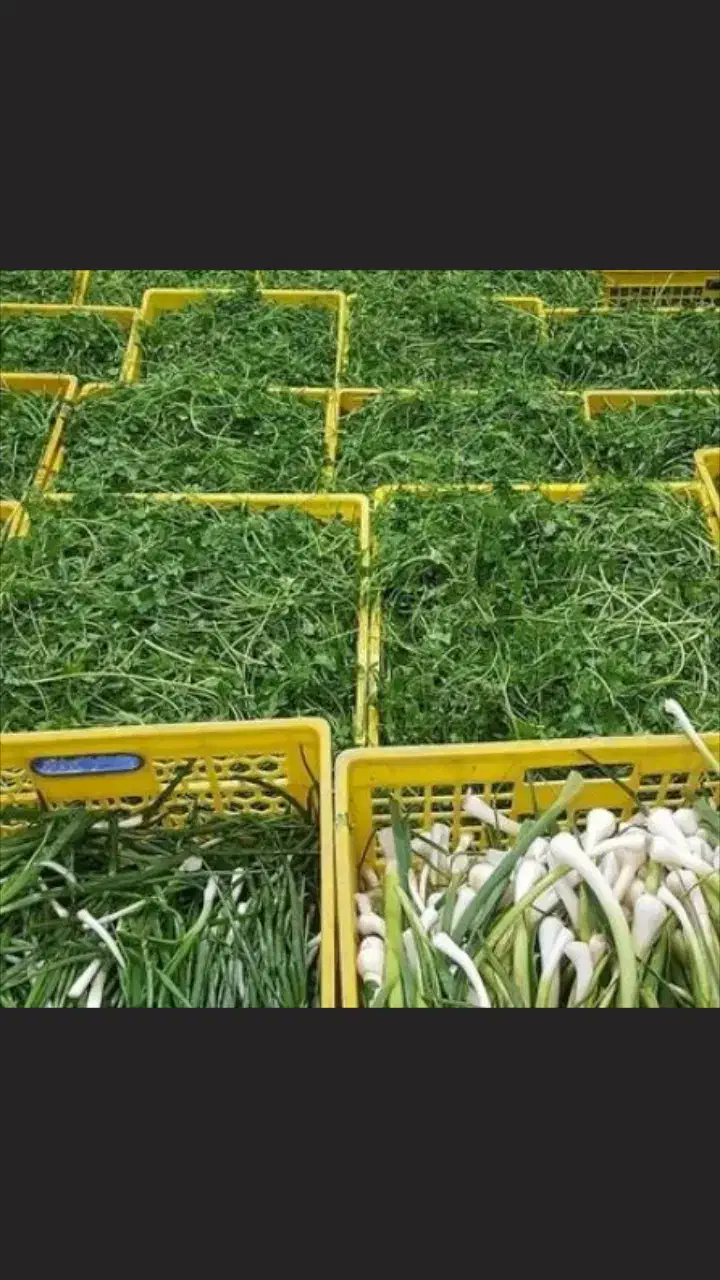 سبزی فروشی|خوردنی و آشامیدنی|مهران (ایلام), |دیوار