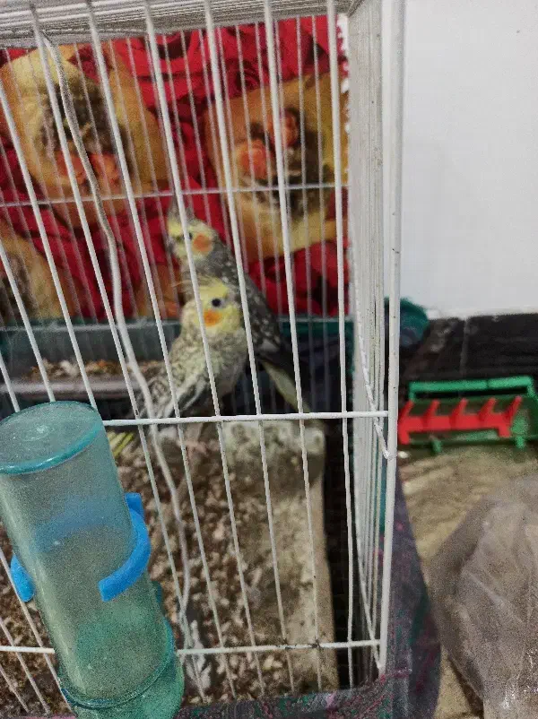 یک جفت عروس هلندی|پرنده|شبانکاره, |دیوار