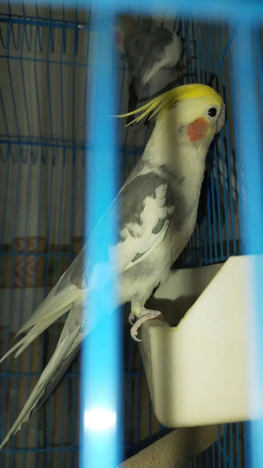 عروس هلندی نر|پرنده|هشتگرد, مدرس|دیوار