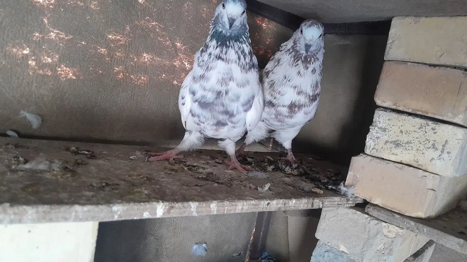 کبوتر‌گرگی‌ شیخی|پرنده|بندر ماهشهر, |دیوار