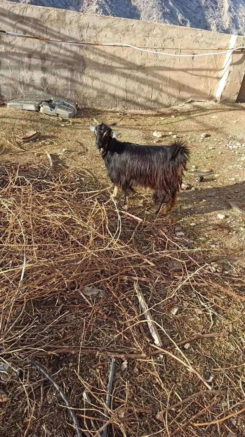 بیگ|حیوانات مزرعه|ایذه, |دیوار