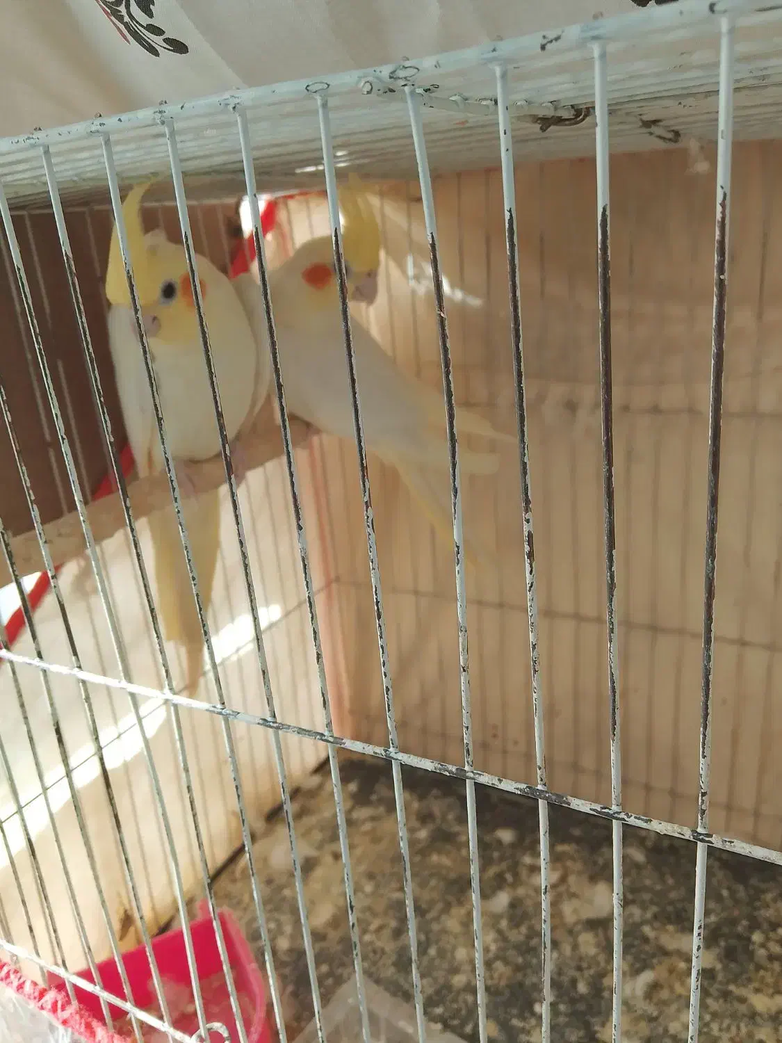 عروس هلندی|پرنده|مشهد, کوی المهدی|دیوار