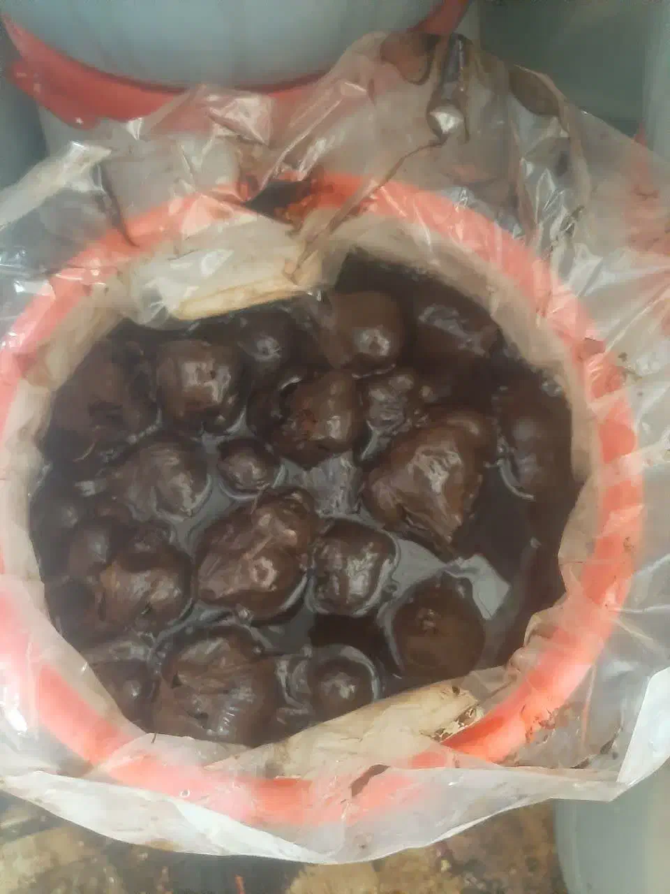 سیر ترشی|خوردنی و آشامیدنی|قم, کلهری|دیوار