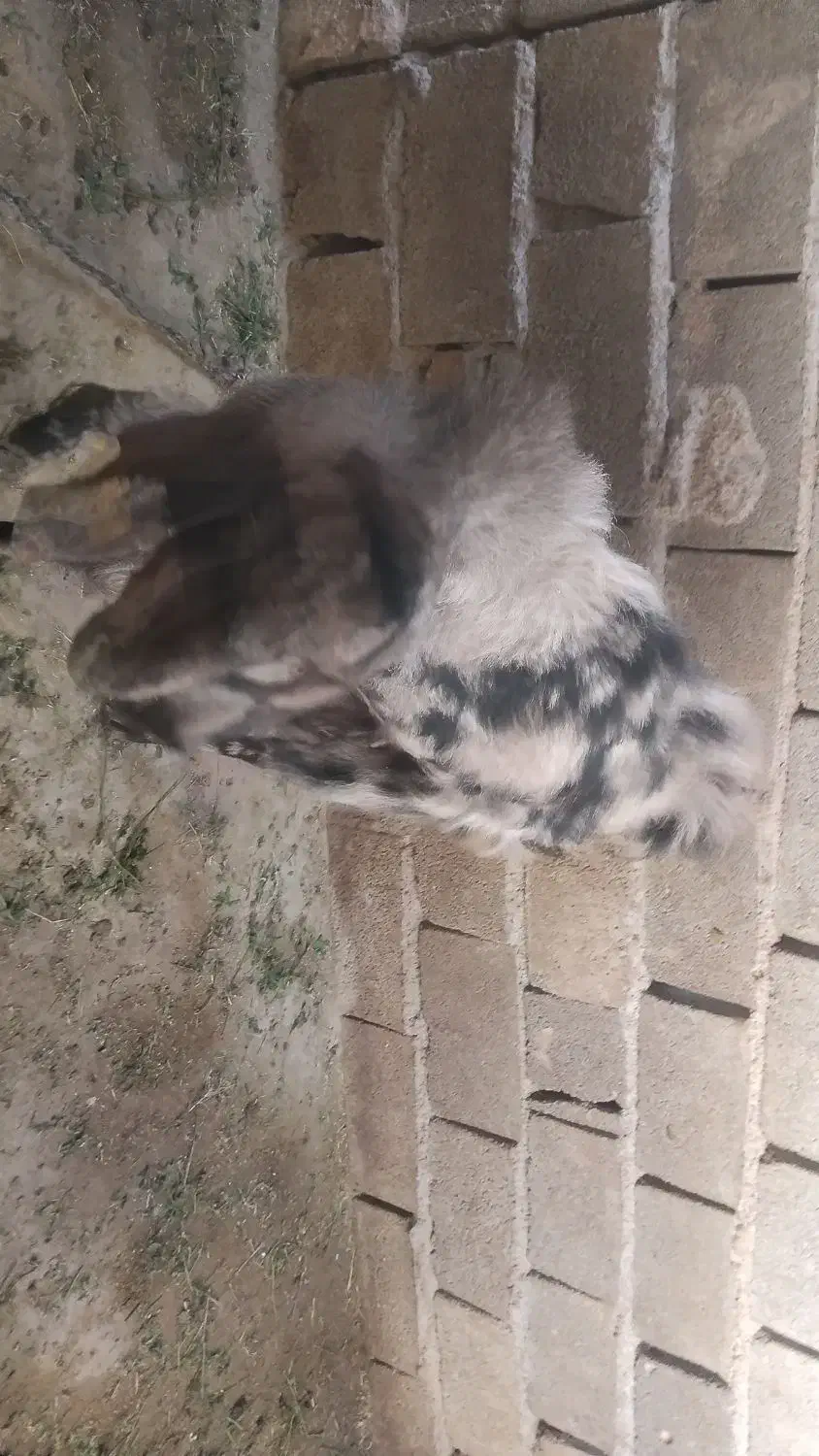 بز نر|حیوانات مزرعه|ایرانشهر, |دیوار