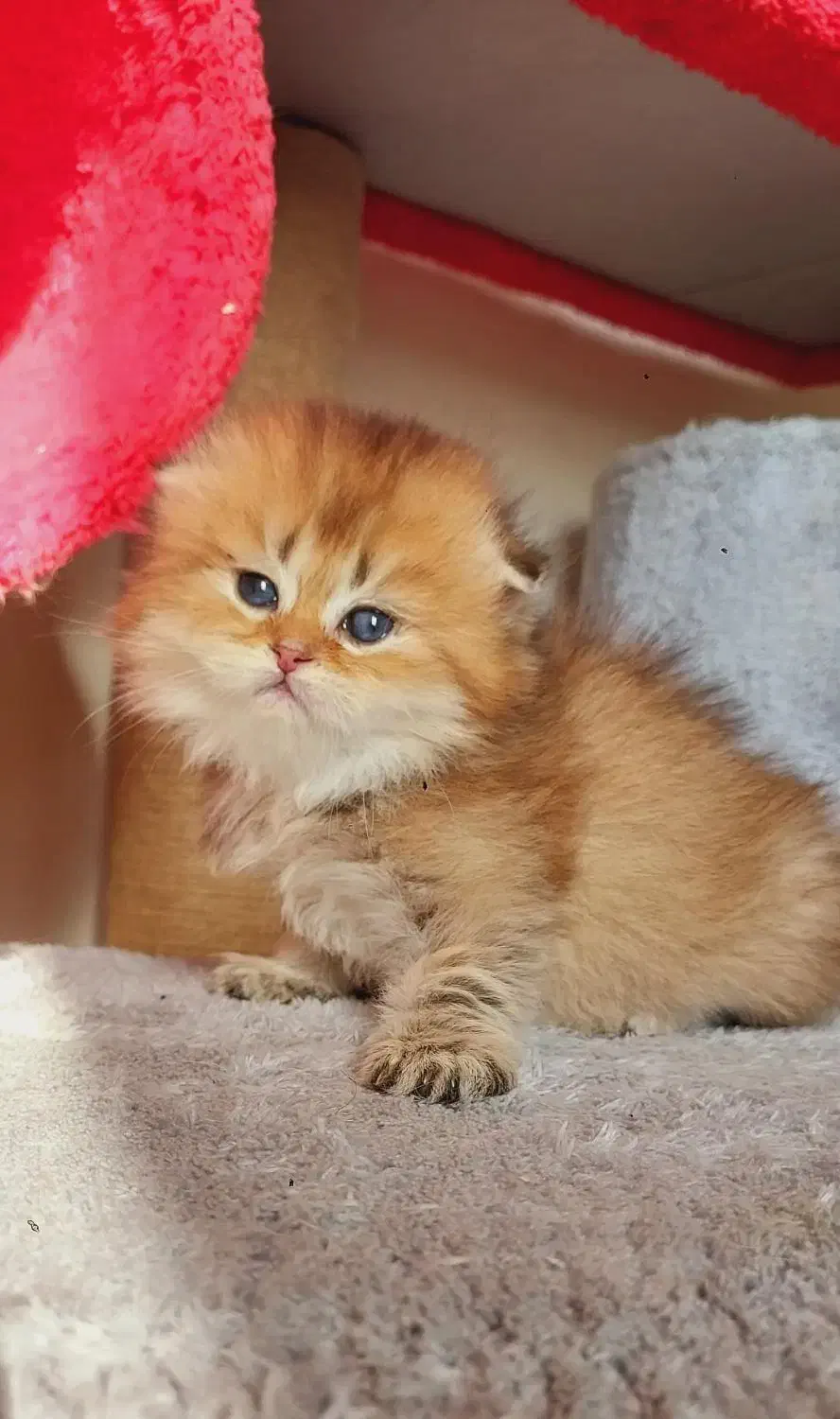 بچه گربه های اصیل در خوزستان|گربه|دزفول, |دیوار