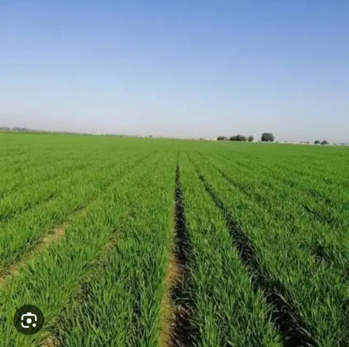 زمین کشاورزی|فروش دفتر صنعتی، کشاورزی، تجاری|ماهیدشت, |دیوار